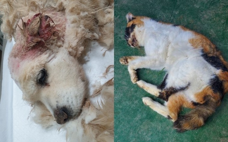 교상과 피부병을 방치해 악화된 개(사진 왼쪽)와&amp;nbsp;충주 보호소에서 사망한 상태로 발견된 고양이 한 마리. 이 고양이는 심한 구내염을 앓고 있었지만 방치당했다. ⓒ제보자 제공